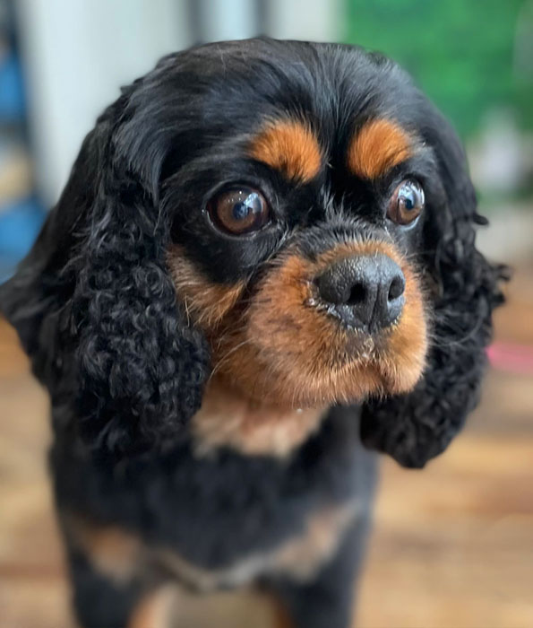 Dog Grooming - Brockwell Pups